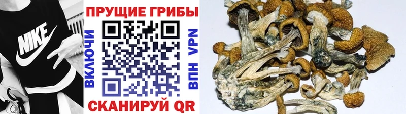 где найти наркотики  Нефтекамск  Псилоцибиновые грибы мухоморы 